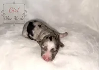 Swiss, a female Australian Shepherd for sale in Palo Pinto, TX – 2 of 3