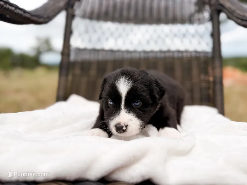 Bee – Australian Shepherd puppy for sale in Palo Pinto, TX