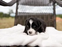 Bee, a female Australian Shepherd for sale in Palo Pinto, TX – 1 of 3