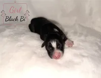 Bee, a female Australian Shepherd for sale in Palo Pinto, TX – 2 of 3