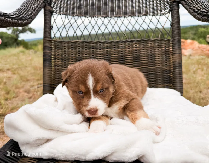 Sweetness – Australian Shepherd puppy for sale in Palo Pinto, TX