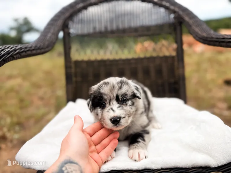 Crew – Australian Shepherd puppy for sale in Palo Pinto, TX