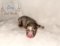 Hank Jr. , a male Australian Shepherd for sale in Palo Pinto, TX – 2 of 3