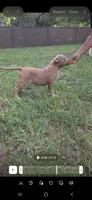 Red, a female American Bully for sale in Williston, FL – 2 of 3