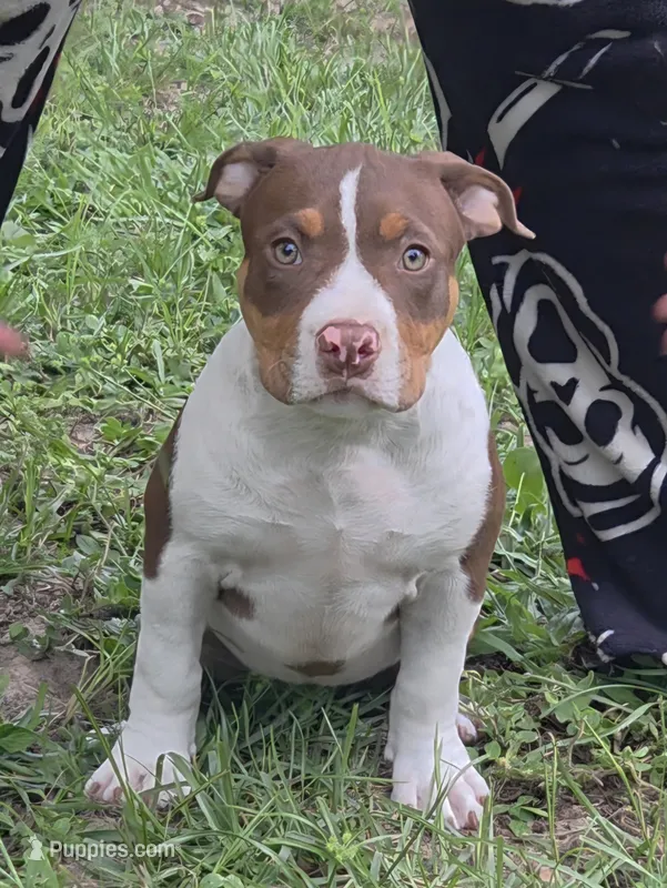 Little girl – American Bully puppy for sale in Williston, FL