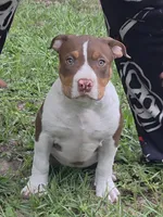 Little girl, a female American Bully for sale in Williston, FL – 1 of 3