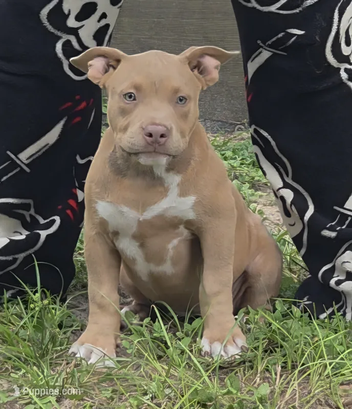 Red – American Bully puppy for sale in Williston, FL