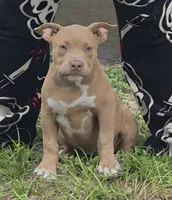 Red, a female American Bully for sale in Williston, FL – 1 of 3
