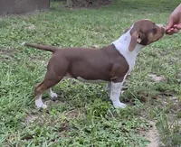 Little girl, a female American Bully for sale in Williston, FL – 2 of 3
