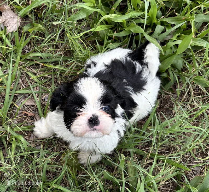 Romper – Shih Tzu puppy for sale in Oviedo, FL