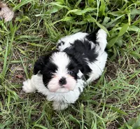 Romper, a male Shih Tzu for sale in Oviedo, FL – 5 of 5