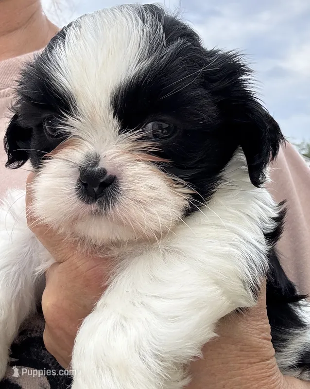 Romper, a male Shih Tzu for sale in Oviedo, FL – 1 of 5