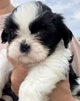 Romper, a male Shih Tzu for sale in Oviedo, FL – 1 of 5