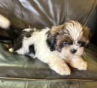 Champi, a male Shih Tzu for sale in Oviedo, FL – 3 of 6