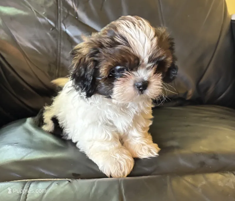Champi – Shih Tzu puppy for sale in Oviedo, FL