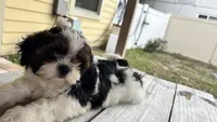 Champi, a male Shih Tzu for sale in Oviedo, FL – 7 of 10