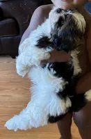 Champi, a male Shih Tzu for sale in Oviedo, FL – 5 of 6