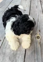 Cheena, a female Shih Tzu for sale in Oviedo, FL – 5 of 8