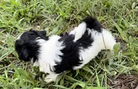 Romper, a male Shih Tzu for sale in Oviedo, FL – 3 of 5