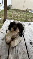 Champi, a male Shih Tzu for sale in Oviedo, FL – 8 of 10