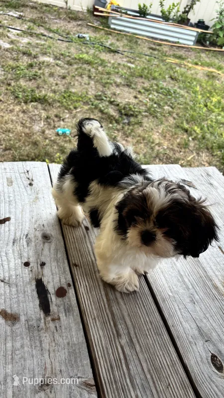 Champi – Shih Tzu puppy for sale in Oviedo, FL