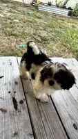 Champi, a male Shih Tzu for sale in Oviedo, FL – 3 of 10