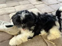 Cheena, a female Shih Tzu for sale in Oviedo, FL – 6 of 8