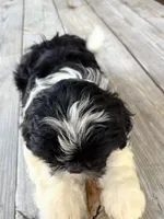 Cheena, a female Shih Tzu for sale in Oviedo, FL – 8 of 8