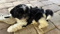 Cheena, a female Shih Tzu for sale in Oviedo, FL – 2 of 8