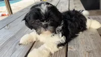 Cheena, a female Shih Tzu for sale in Oviedo, FL – 4 of 8