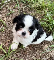 Romper, a male Shih Tzu for sale in Oviedo, FL – 4 of 5