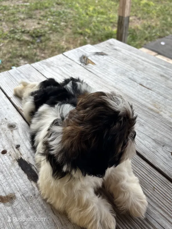 Champi – Shih Tzu puppy for sale in Oviedo, FL