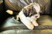 Champi, a male Shih Tzu for sale in Oviedo, FL – 4 of 6