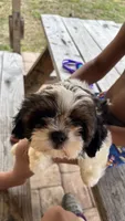 Champi, a male Shih Tzu for sale in Oviedo, FL – 4 of 10