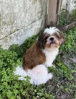 Champi, a male Shih Tzu for sale in Oviedo, FL – 9 of 10