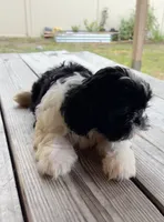 Cheena, a female Shih Tzu for sale in Oviedo, FL – 3 of 8