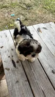 Champi, a male Shih Tzu for sale in Oviedo, FL – 5 of 10