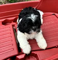 Cheena, a female Shih Tzu for sale in Oviedo, FL – 7 of 8
