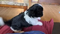 Cheena, a female Shih Tzu for sale in Oviedo, FL – 2 of 2