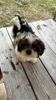 Champi, a male Shih Tzu for sale in Oviedo, FL – 6 of 10