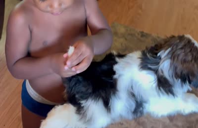 Champi, a male Shih Tzu for sale in Oviedo, FL – 6 of 6