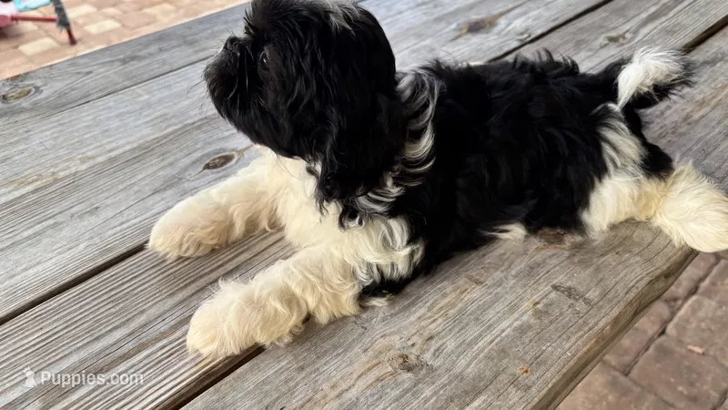 Cheena – Shih Tzu puppy for sale in Oviedo, FL