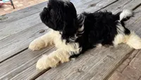 Cheena, a female Shih Tzu for sale in Oviedo, FL – 1 of 8