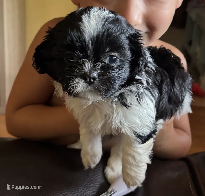 Cheena – Shih Tzu puppy for sale in Oviedo, FL