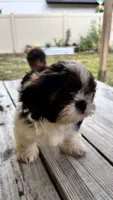 Champi, a male Shih Tzu for sale in Oviedo, FL – 2 of 10