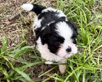 Romper, a male Shih Tzu for sale in Oviedo, FL – 2 of 5