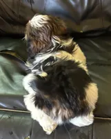Champi, a male Shih Tzu for sale in Oviedo, FL – 2 of 6