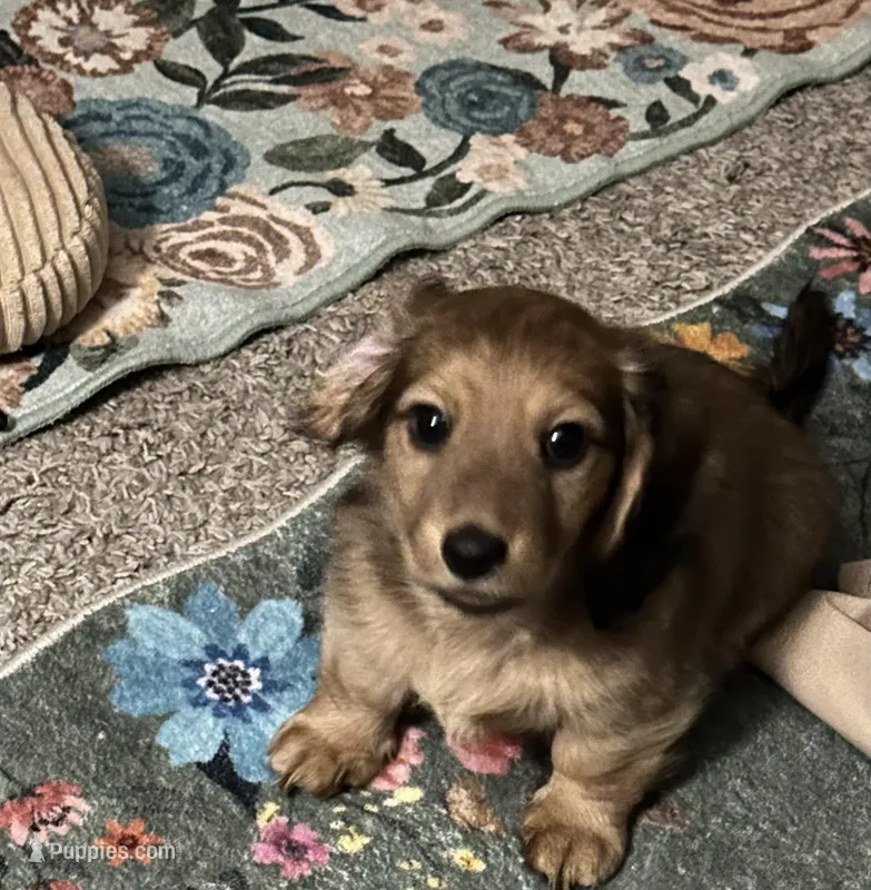 female brown sable, a female Dachshund for sale in Conroe, TX – Photo 1 of 10
