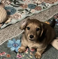 female brown sable, a female Dachshund for sale in Conroe, TX – Photo 1 of 10