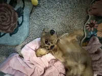 female brown sable, a female Dachshund for sale in Conroe, TX – Photo 2 of 10